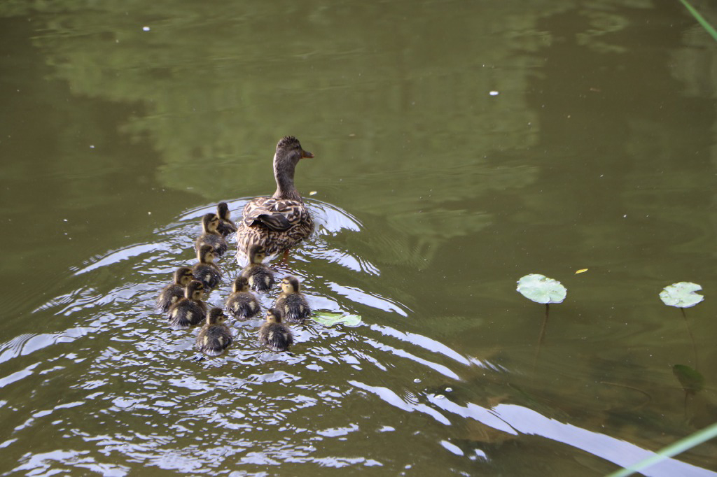 Eine Entenfamilie schwimmt auf der Lahn
