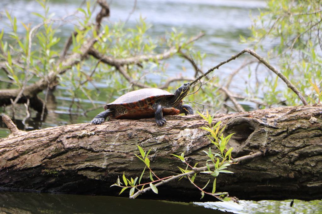 Eine Schildkröte sonnt sich auf einem Baumstamm in der Lahn
